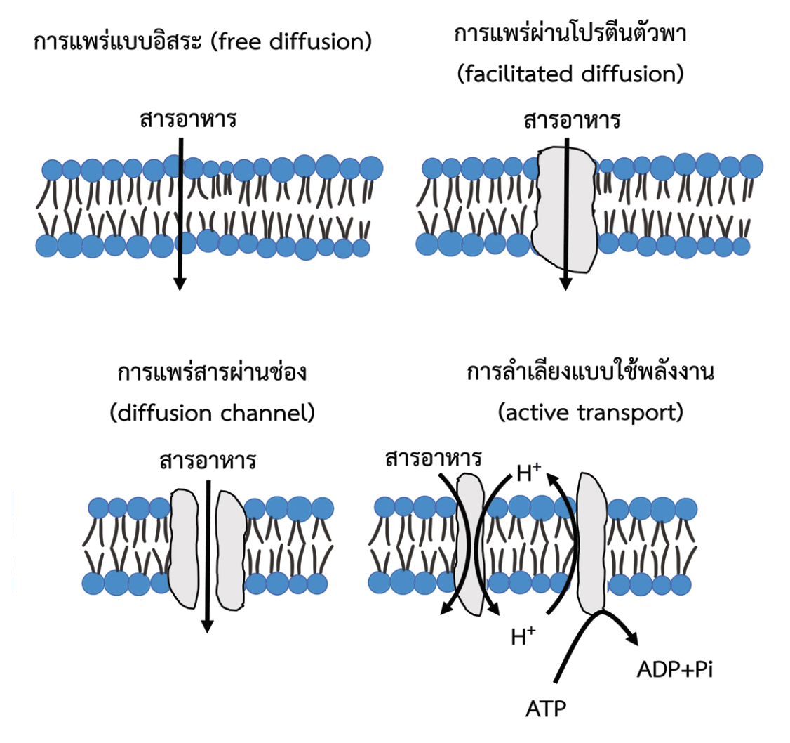 ยีสต์ คือ