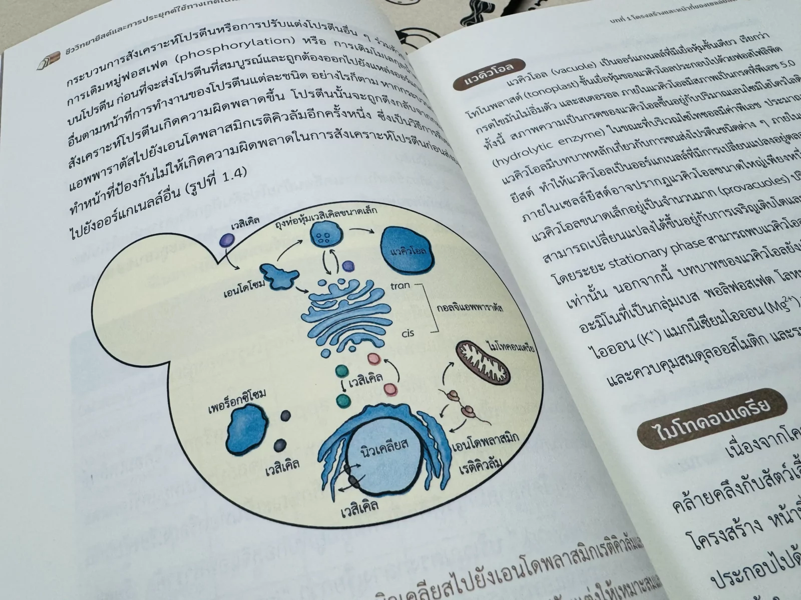 ยีสต์ คืออะไร