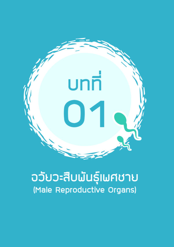สเปิร์ม โครงสร้างและความสามารถในการเจริญพันธุ์ - Image 7