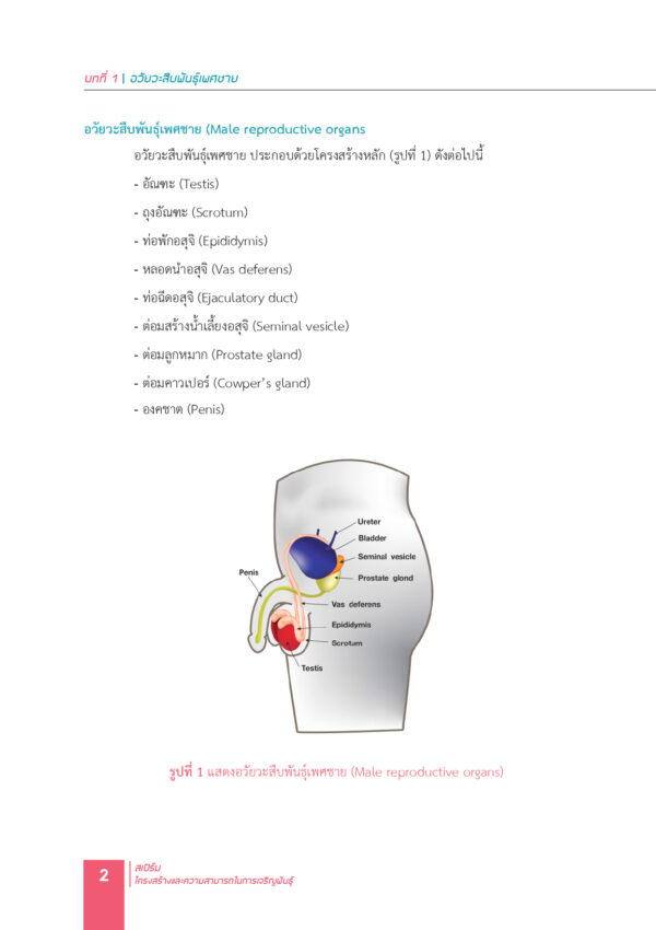 สเปิร์ม โครงสร้างและความสามารถในการเจริญพันธุ์ - Image 8