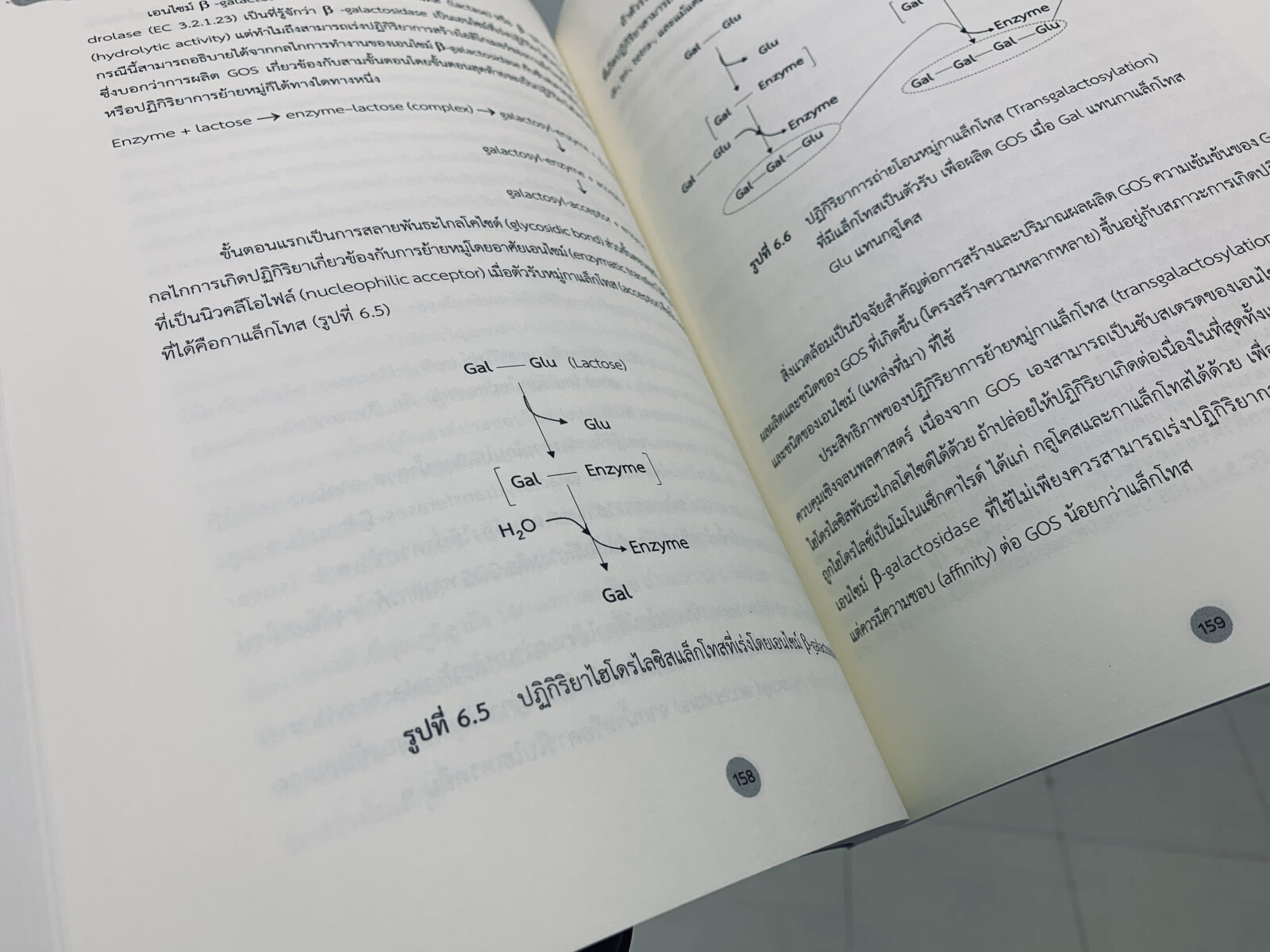 เอนไซม์และการประยุกต์ใช้ในอุตสาหกรรมอาหาร เอนไซม์