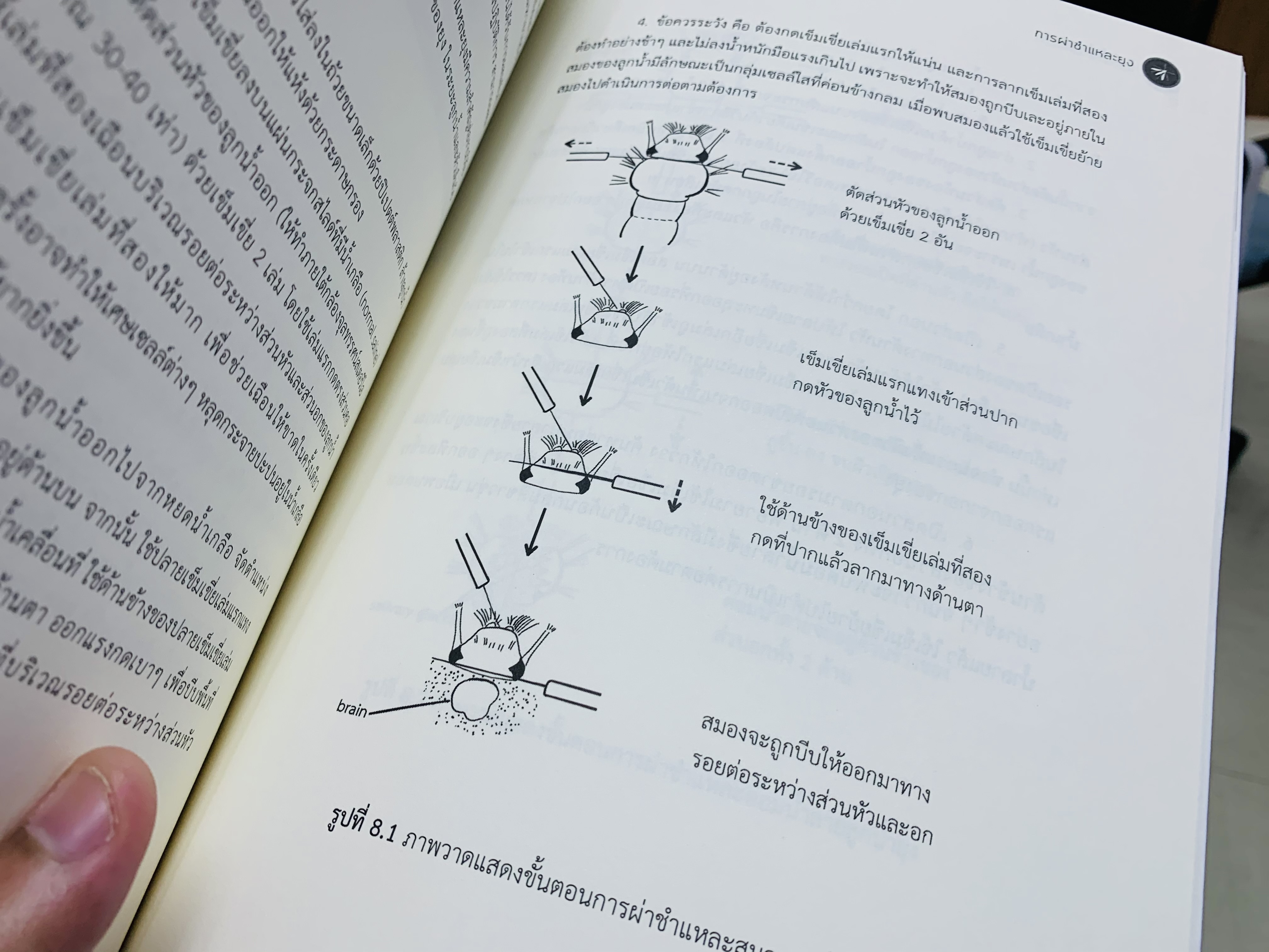 ยุงในประเทศไทย
