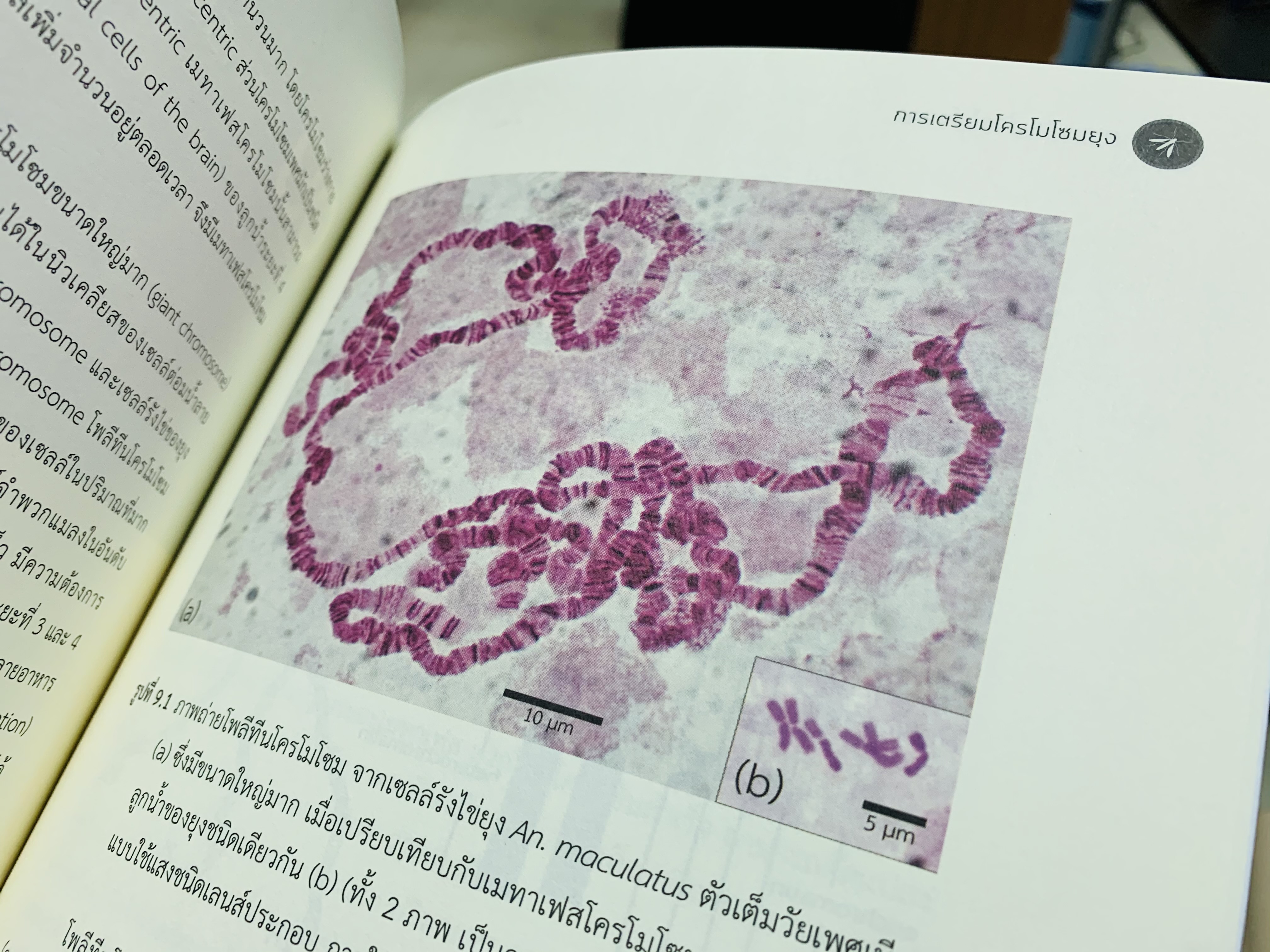 ยุงในประเทศไทย