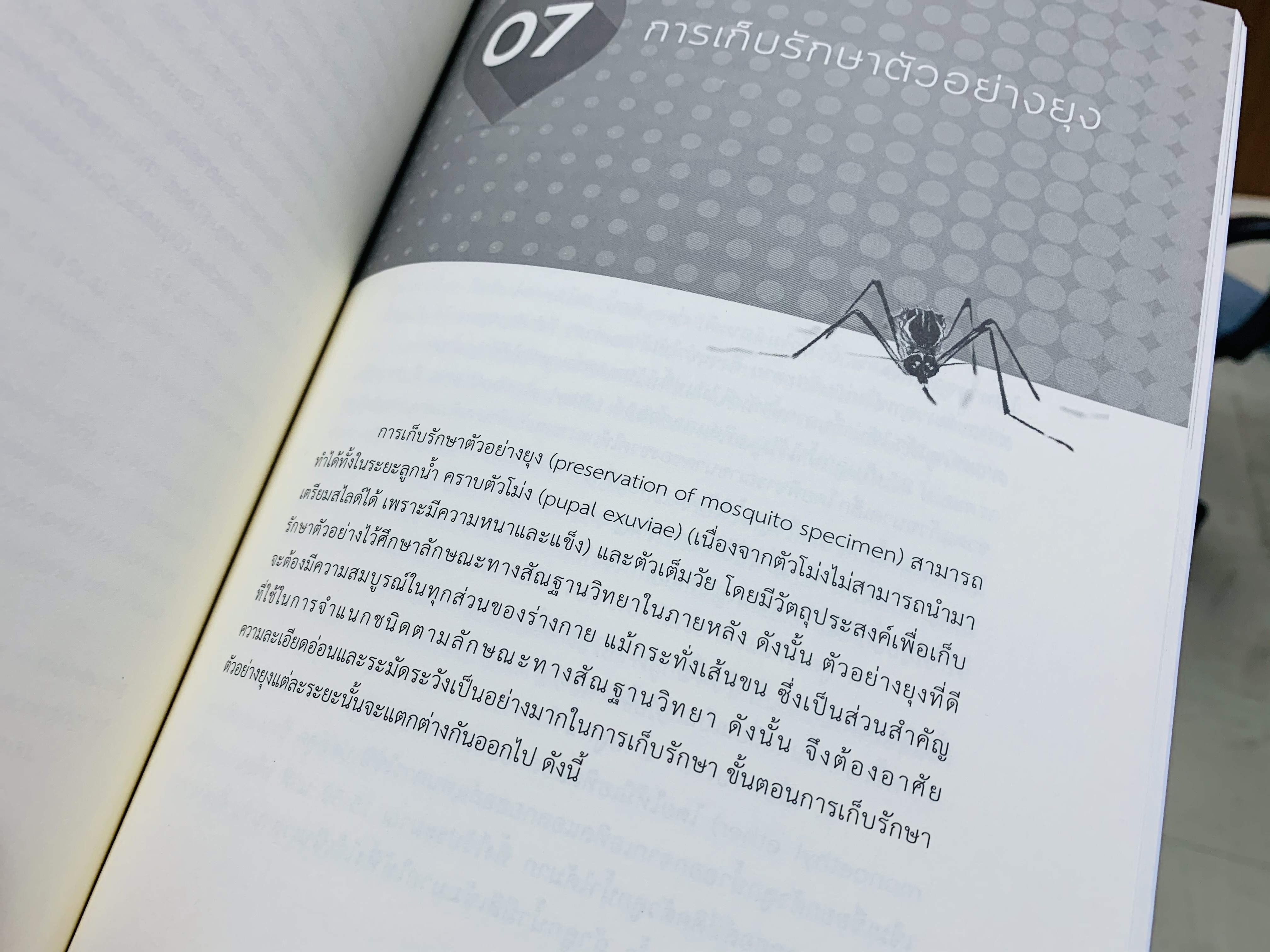 ยุงในประเทศไทย