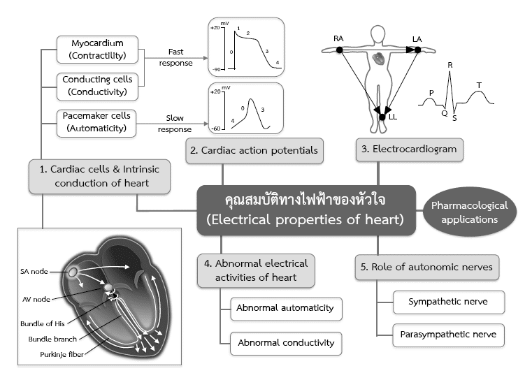 Cardiovascular คือ