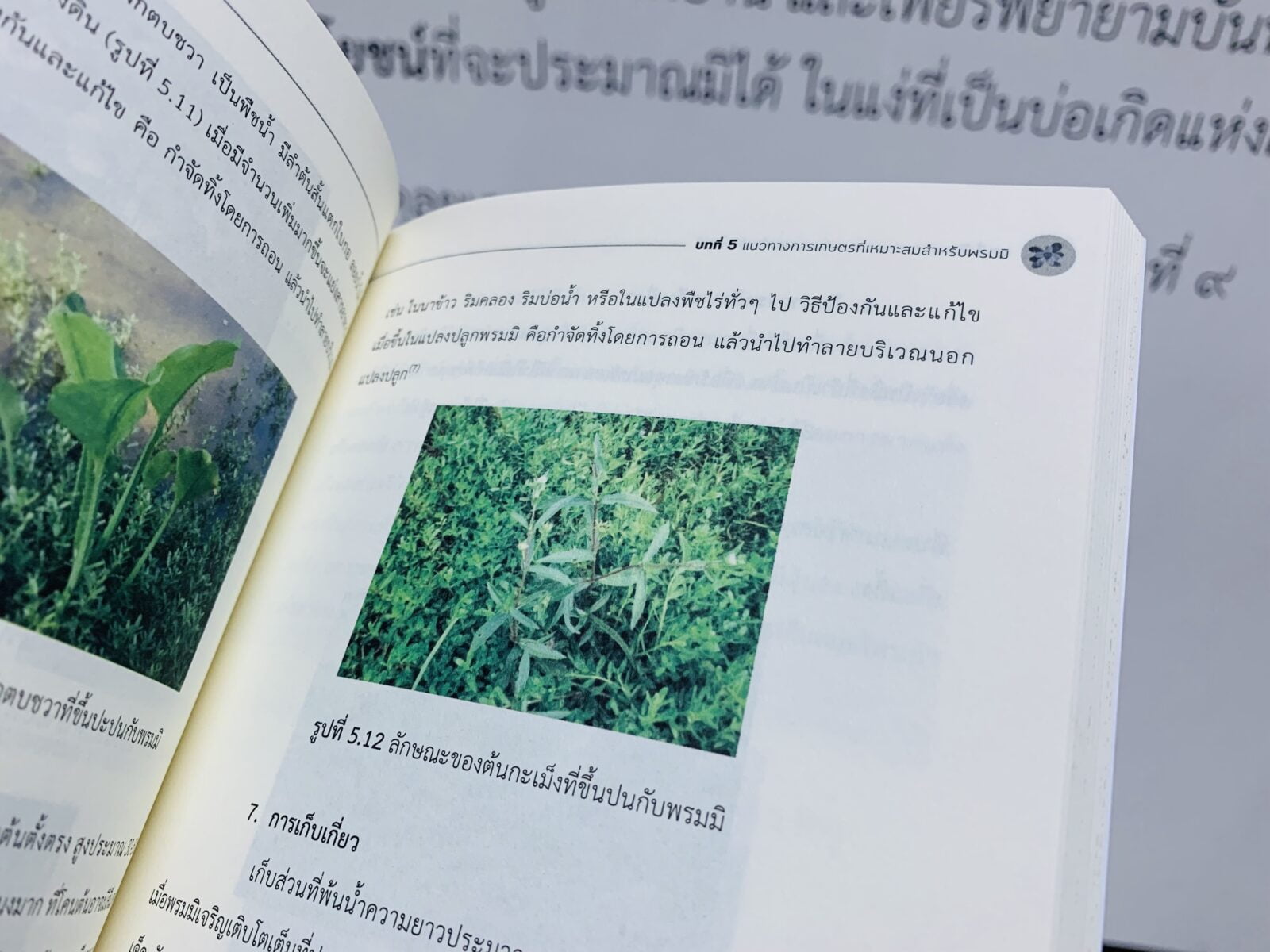 พรมมิ