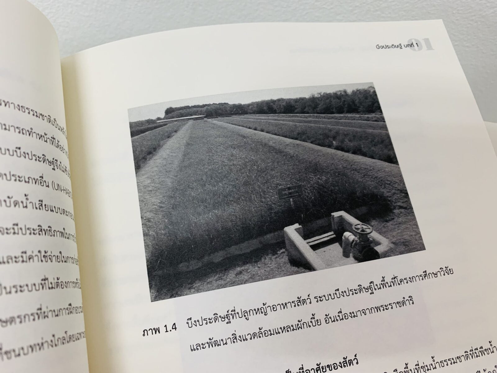 บึงประดิษฐ์