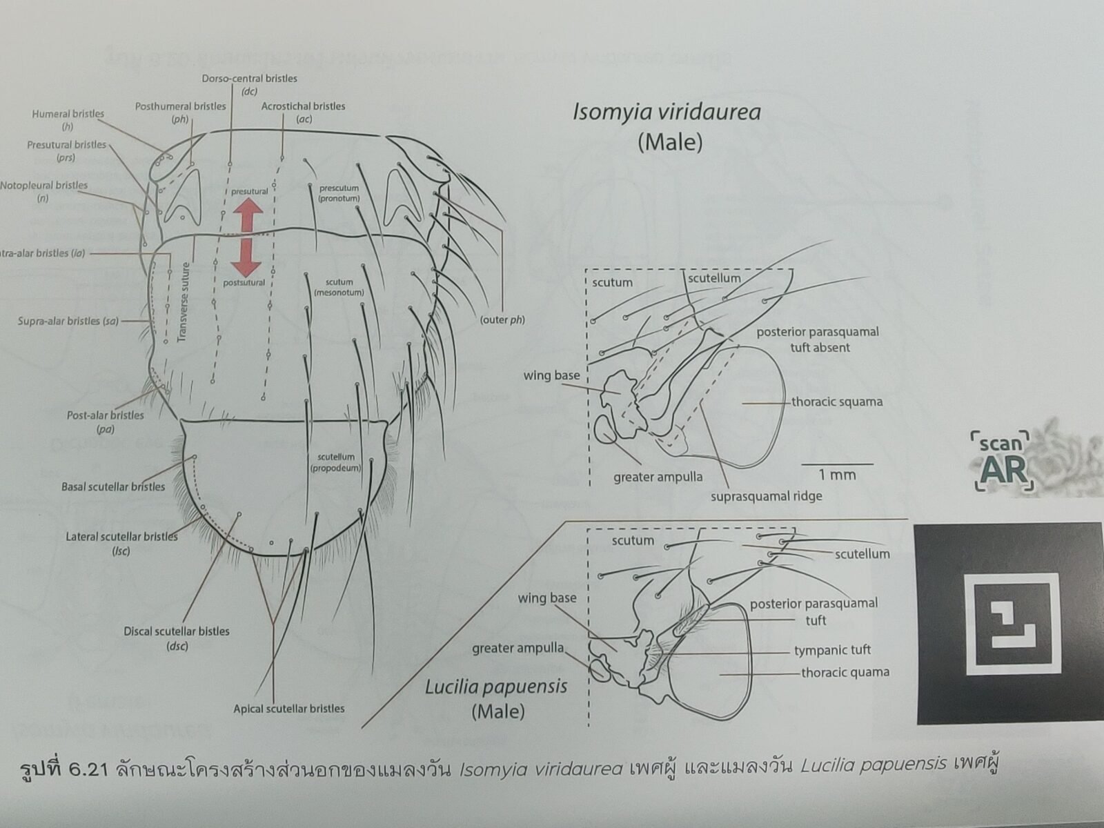 บทบาทแมลงวันในงานนิติเวชกีฏวิทยา