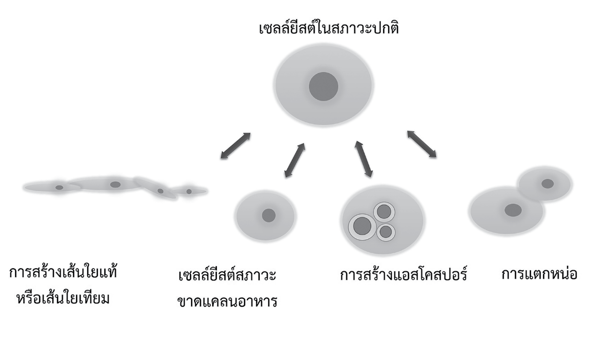 ยีสต์ คือ