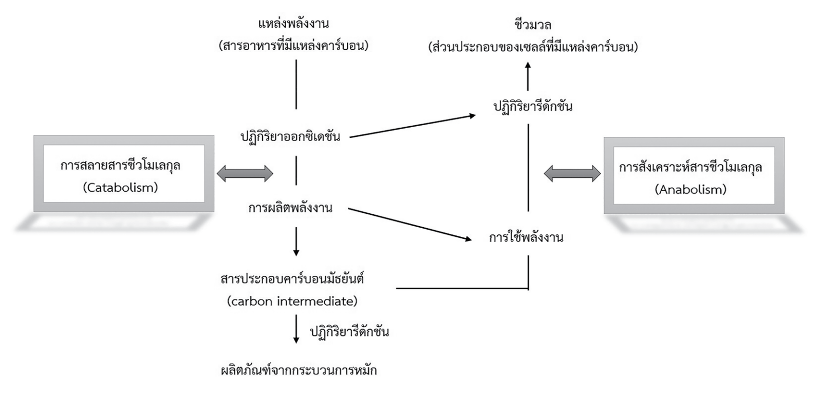 ยีสต์ คือ